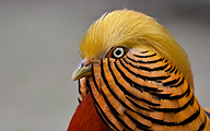 Golden pheasant (Chrysolophus pictus)